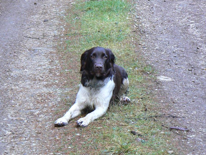 Foto: Hari z Vlasteck�ho vrchu "Brite�ek"