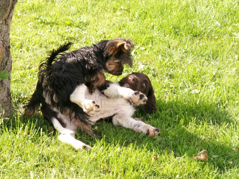 Foto: Hari z Vlasteck�ho vrchu " Brite�ek"-moje prvn� dny u pani�ky s k�mo�em Kin�ou