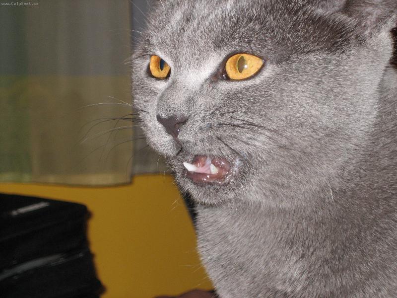 Foto: Pan kocour Albert-jde ze me strach uz v osmi mesicich :o)