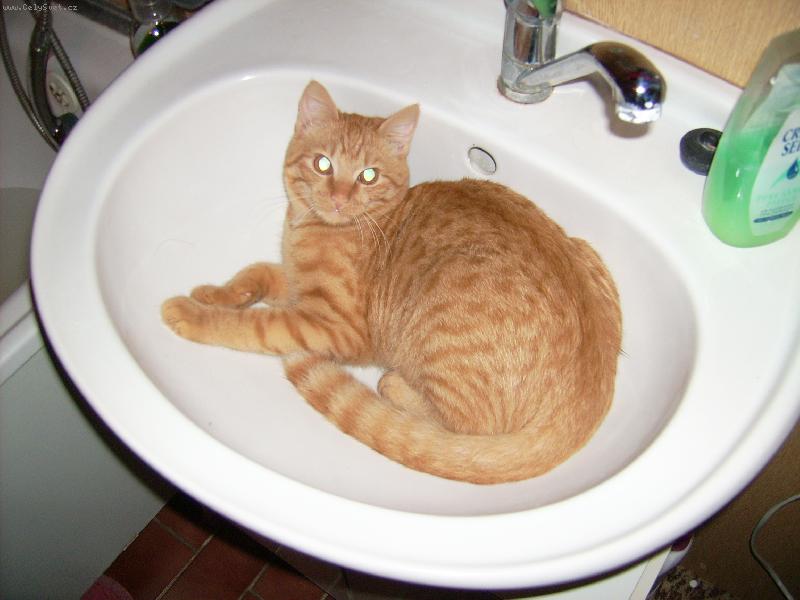 Foto: N� Zigi-V um�vadle je mi fajn