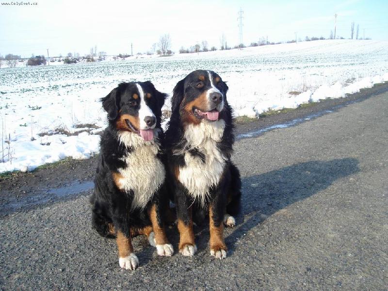 Foto: Iris P�seck� hory a Brutus z Beskydsk�ch kopc�-chovn� p�r do budoucna