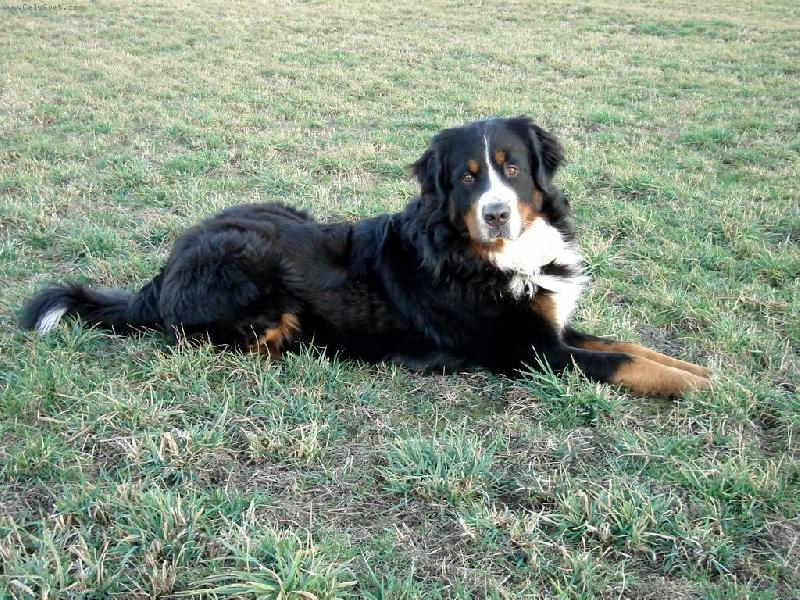 Foto: Brutus z Beskydsk�ch kopc�-pohled do daleka