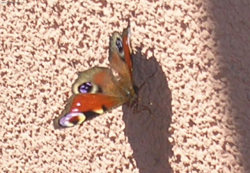 Foto: Mot�lek-.....