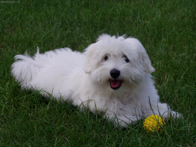 Foto: Brutus Chundelat� Kouzlo "Teddy"