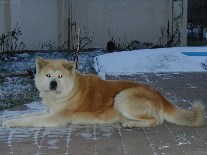 Foto: M�j nejlep�� kamar�d-Akita-inu