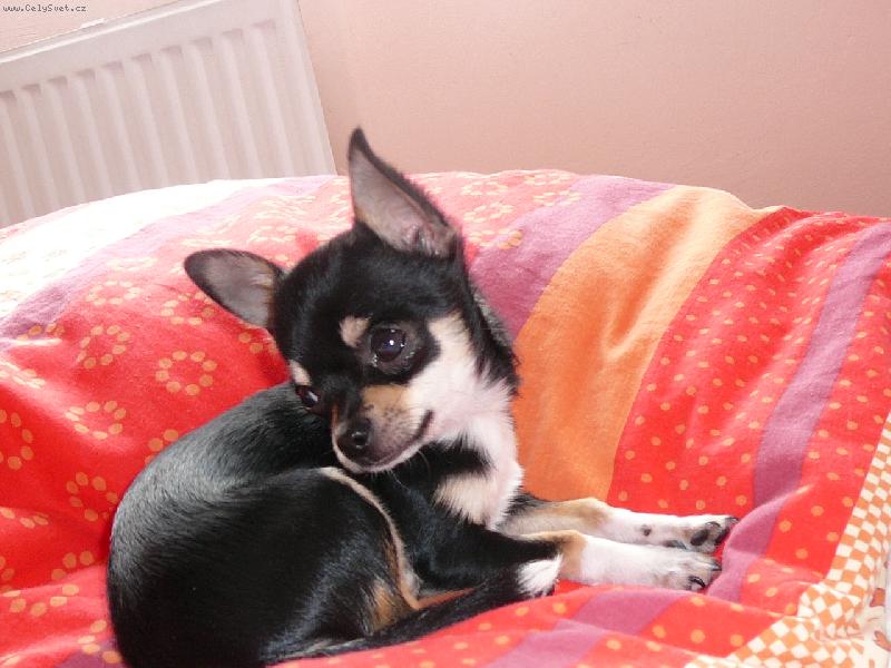 Foto: �ik�nek-Kl���n�