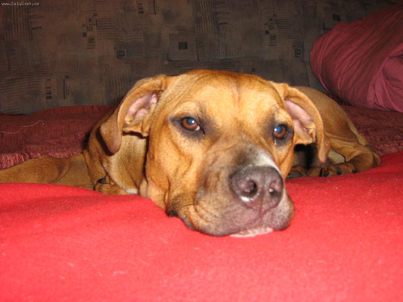 Foto: Kaisy-a� u� se vr�t�, ja se tady nudim