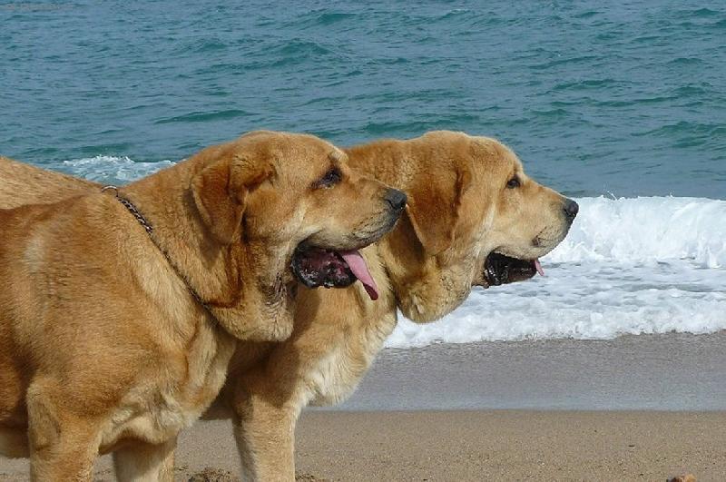 Foto: Historia a Jorgito Tornado Erben-Nejlep�� p�r v�stavy ve �pan�lsku