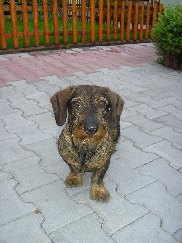 Foto: p��tel,mil��ek d�t�-foto u RD