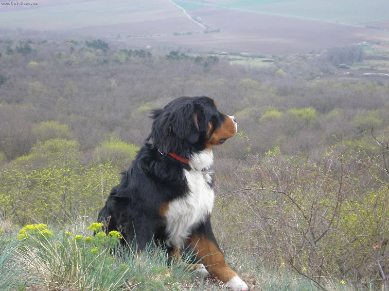 Foto: Chip�a na sk�le