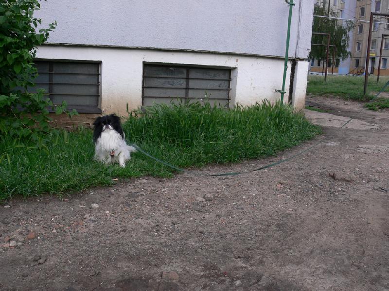 Foto: "pejsek na provazku"... sel na prochazku...-nahodna fotka, proste jen cvaknuti na prochazce :-)