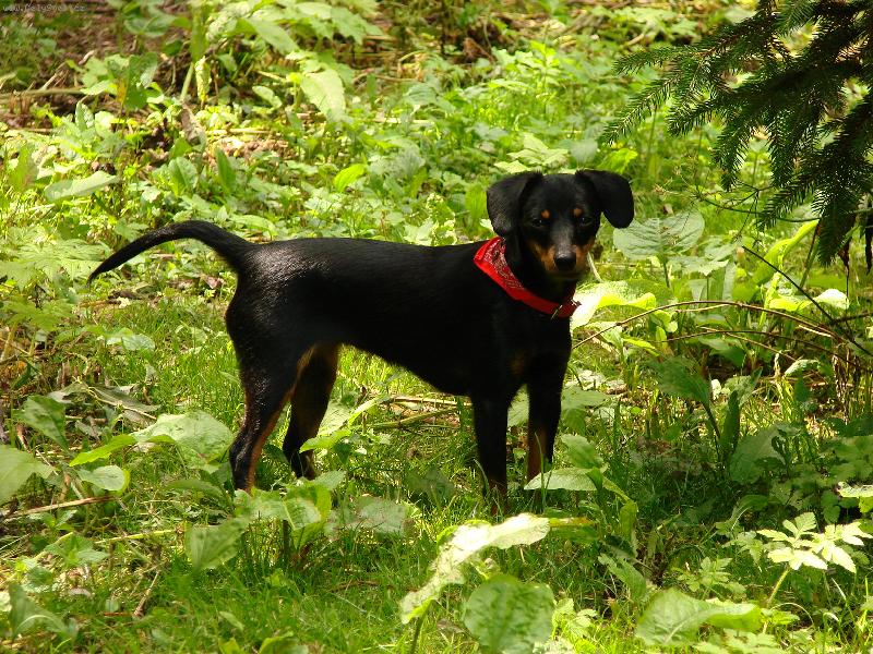 Foto: Srn�� ratl�k-Aminka v pln� sv� kr�se