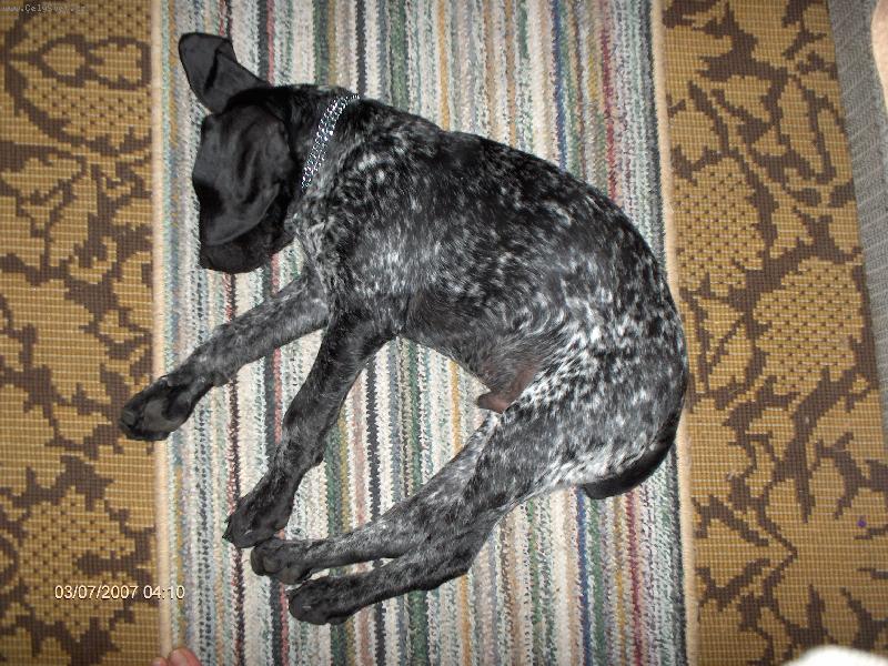 Foto: Dobrou noc,str��ku Fido.Dobrou noc,d�ti :o)