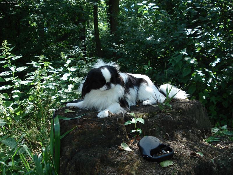 Foto: poslala jsem 3 fotky-do t�� dn� nebyly zve�ejn�ny