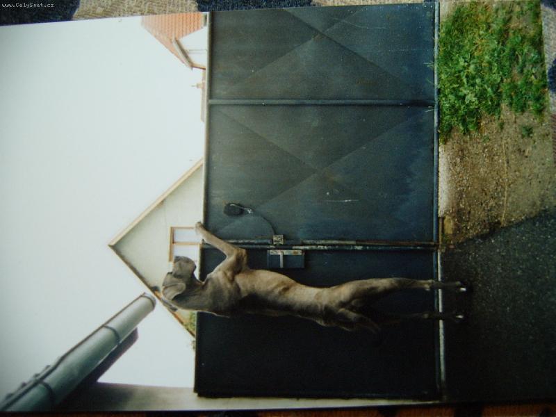 Foto: Bondy dog Bessen-Bondy dog Bessen