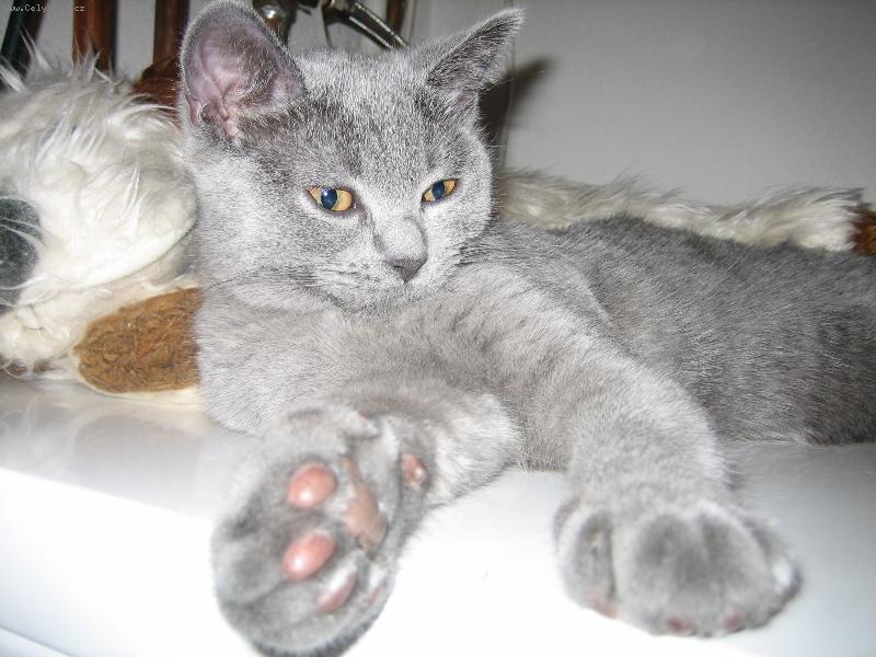 Foto: Albert - le��c� odpo��vaj�c�