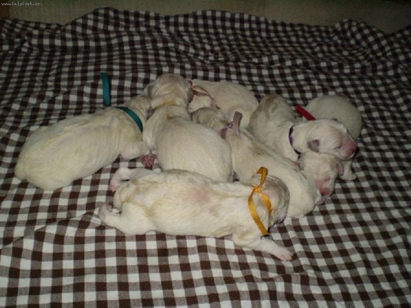 Foto: �t���tka vrh D