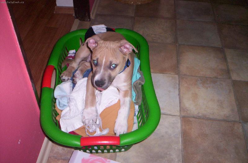 Foto: mus� vl�zt �pln� v�ude