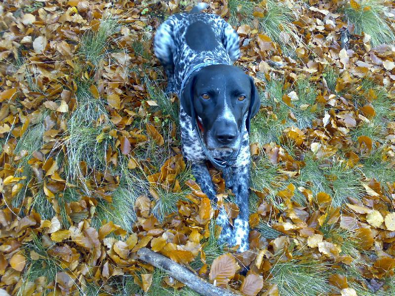 Foto: N�meck� kr�tkosrst� oha� DYK