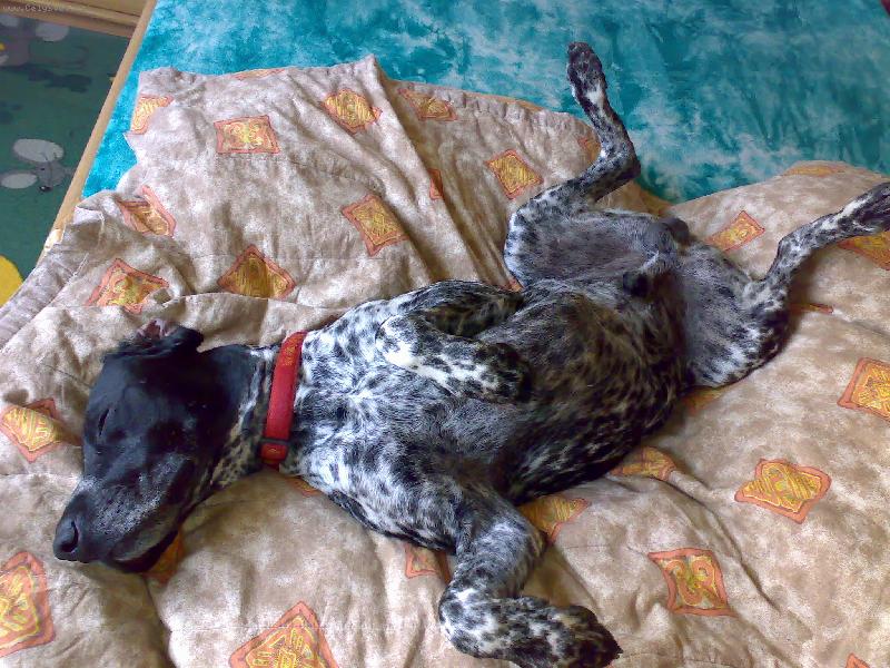 Foto: Dykynek-le��c�,sp�c�..