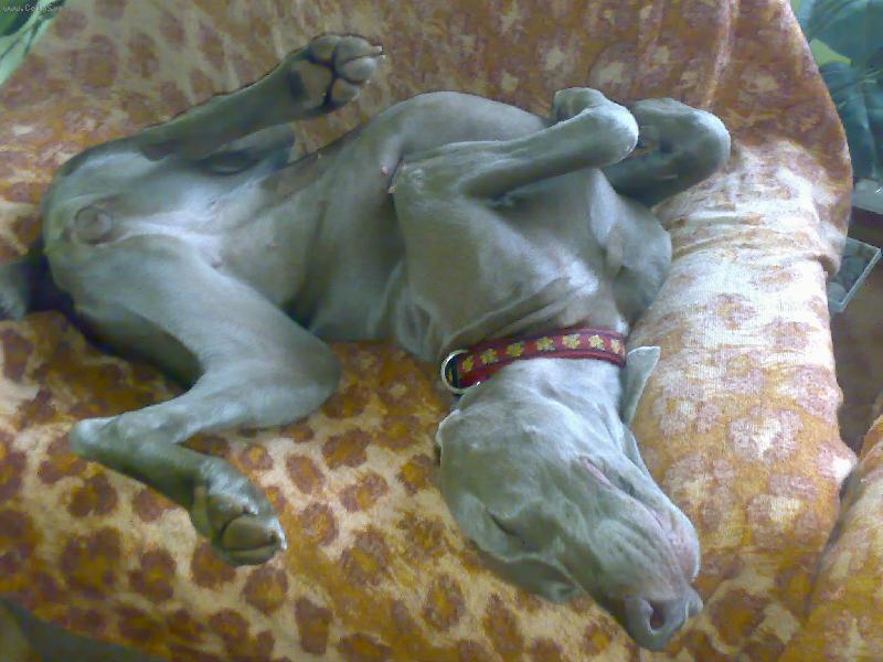 Foto: Vega z Dan�� paseky-Vegu�ky nejobl�ben�j�� poloha