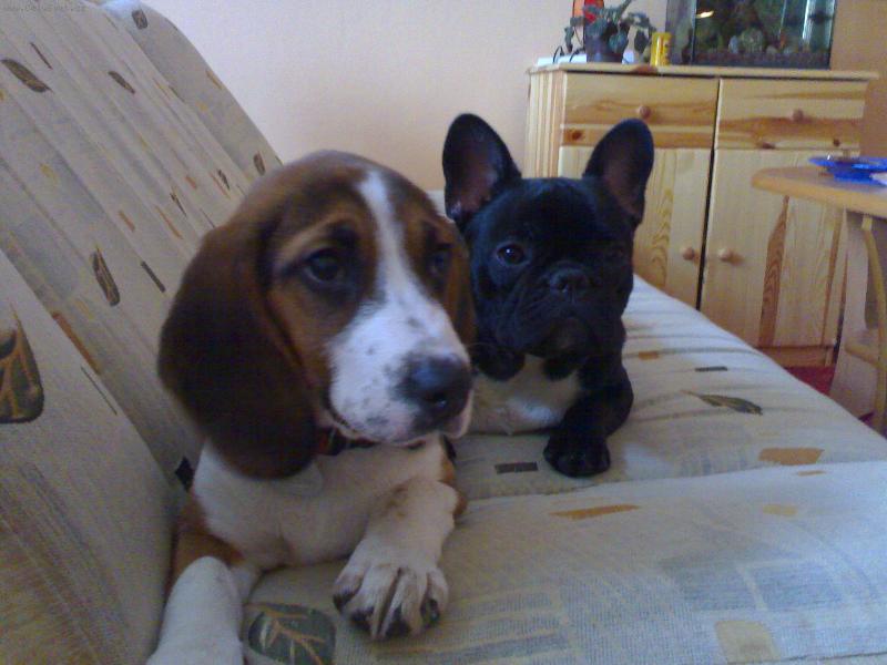 Foto: Dasty   Roxy-N� buldo�ek se svou nejlep�� kamar�dkou Roxynkou