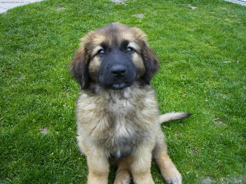 Foto: leonka "Chlelsea"