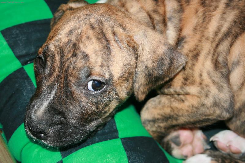 Foto: N� kr�sn� Bass