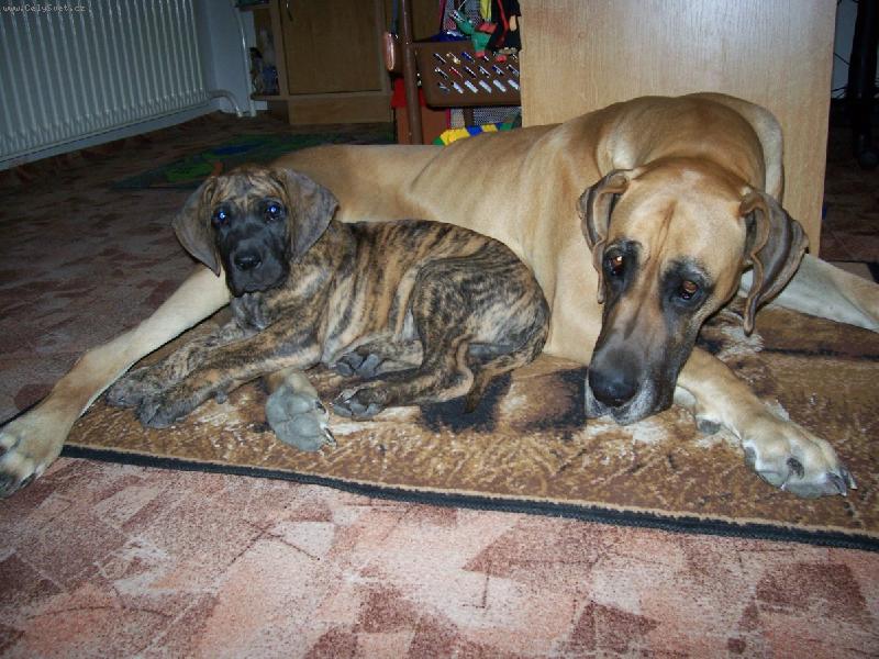 Foto: Ag�ta a D�inou�ek