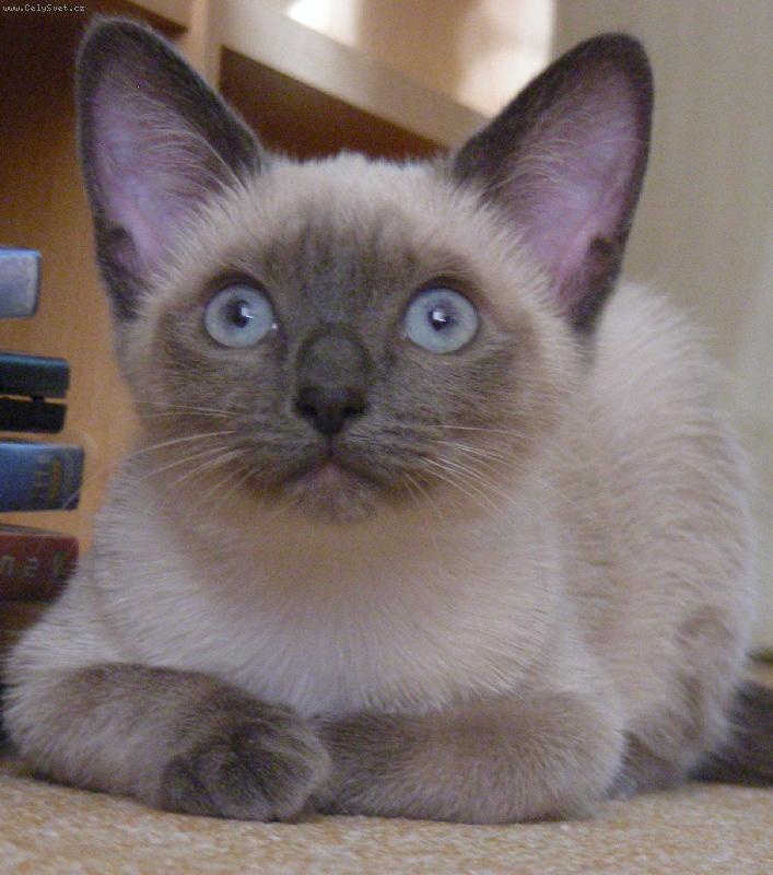 Foto: Casey, na�e Siamsk� zlat��ko