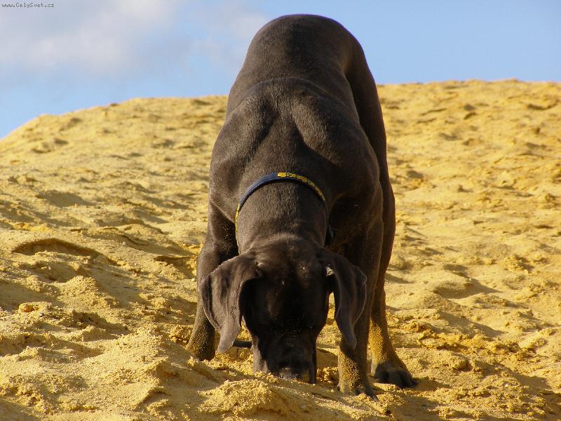 Foto: Lulu Dajhar-dog