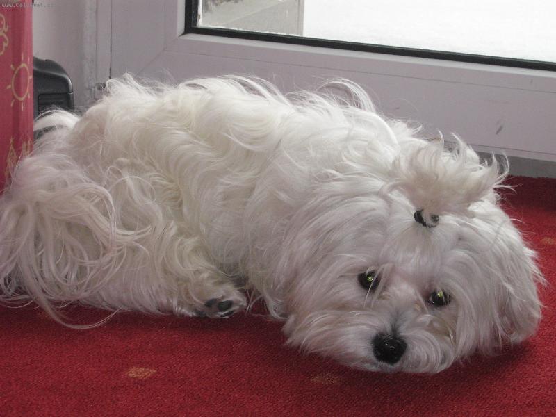 Foto: N� ps� mil��ek-Jsem kr�sn� a neodolateln�