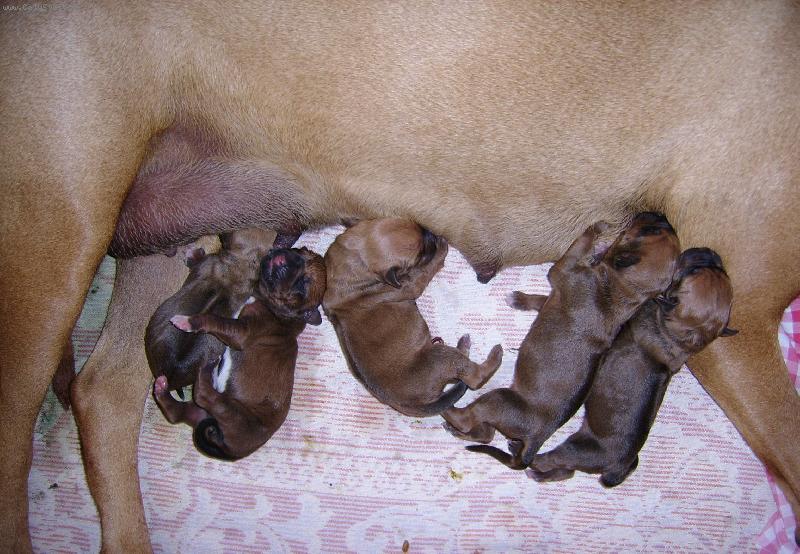 Foto: Papkaj�-Nejkr�sn�j�� hafani na sv�t�:)