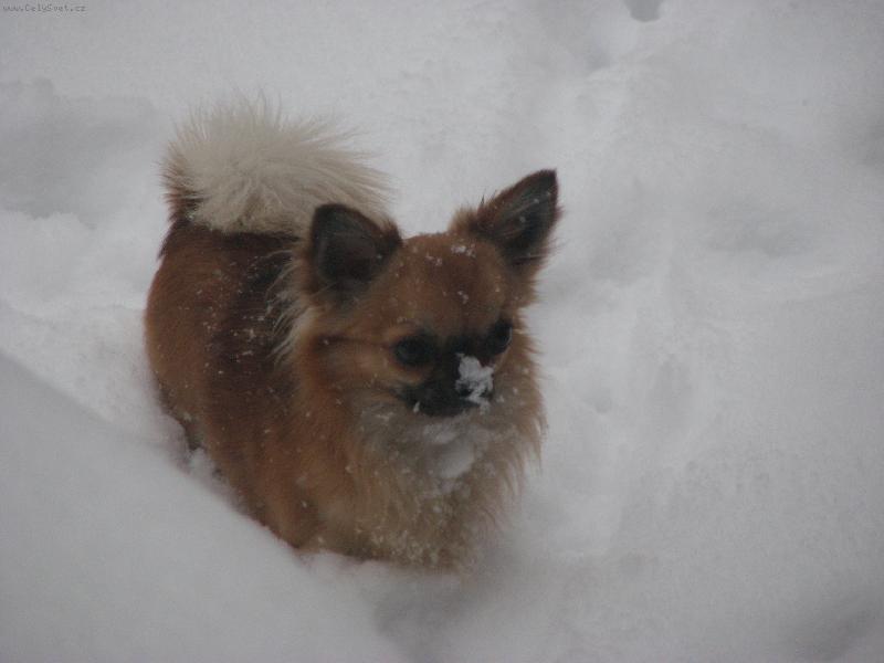 Foto: Alva z T�eba�sk�ho �dol�-kdepak ty lo�sk� sn�hy jsou