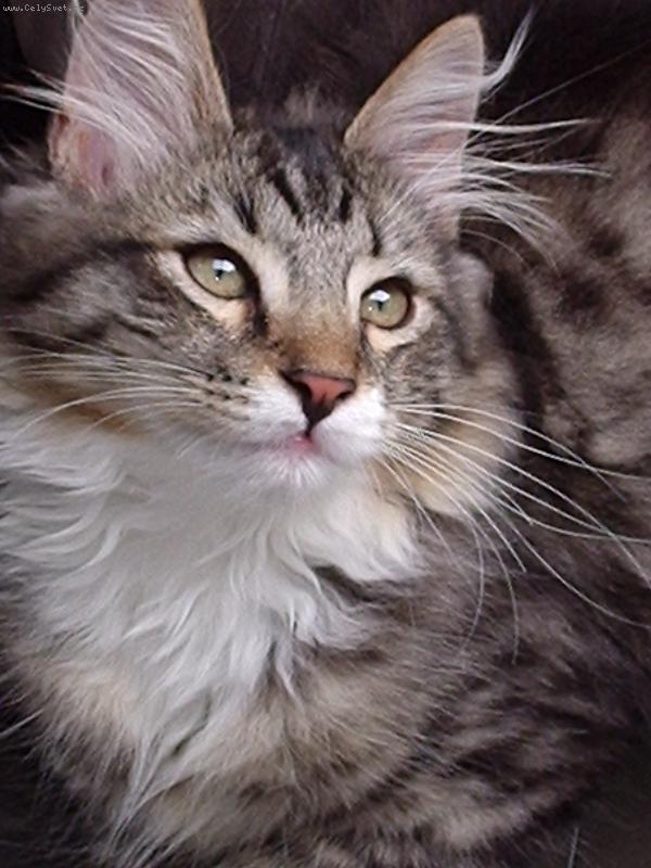 Foto: Max�k-To jsem ale krasavec