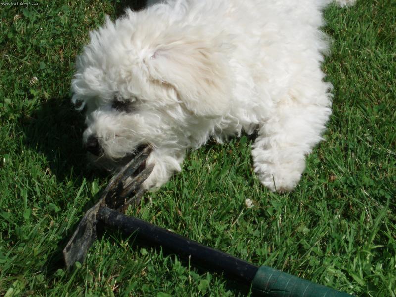 Foto: Pracuji na zahrad�-Velice zv�dav� �t�n�.