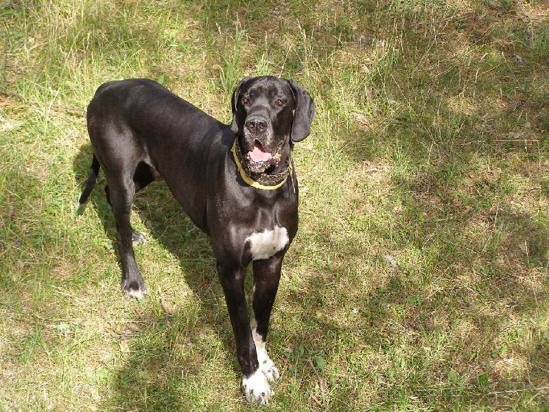 Foto: Dante �esk� Sirius