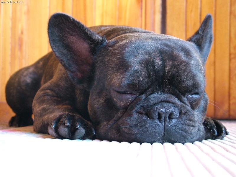 Foto: Sp�c� Max-Ani nevn�mal,�e jsem ho fotila