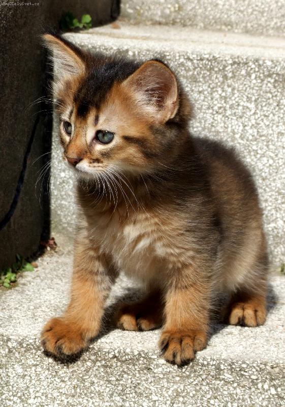 Foto: Som�lsk� kocourek