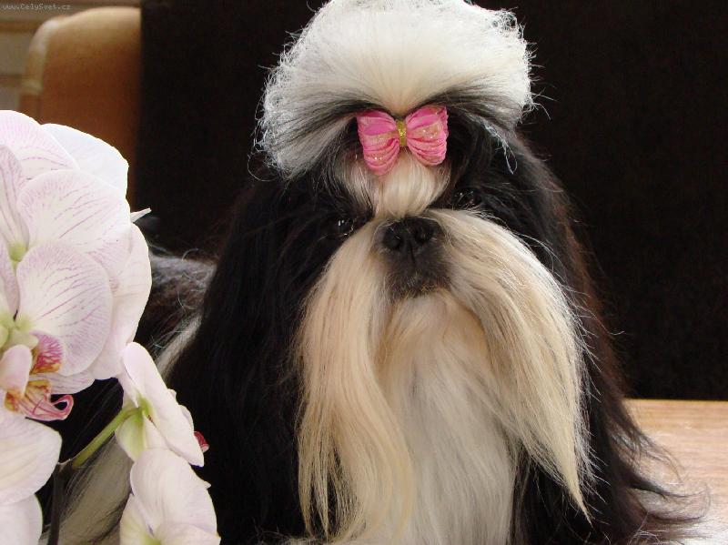 Foto: JCh Princezna Lada z IVAFRE-a jsem princezna