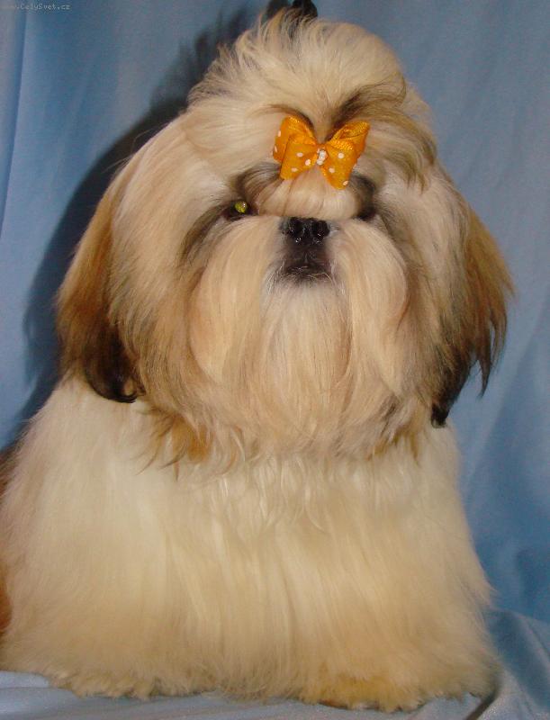 Foto: Ushar -Tsin Fatinat al Sjark-��kaj� m� Budul�nek