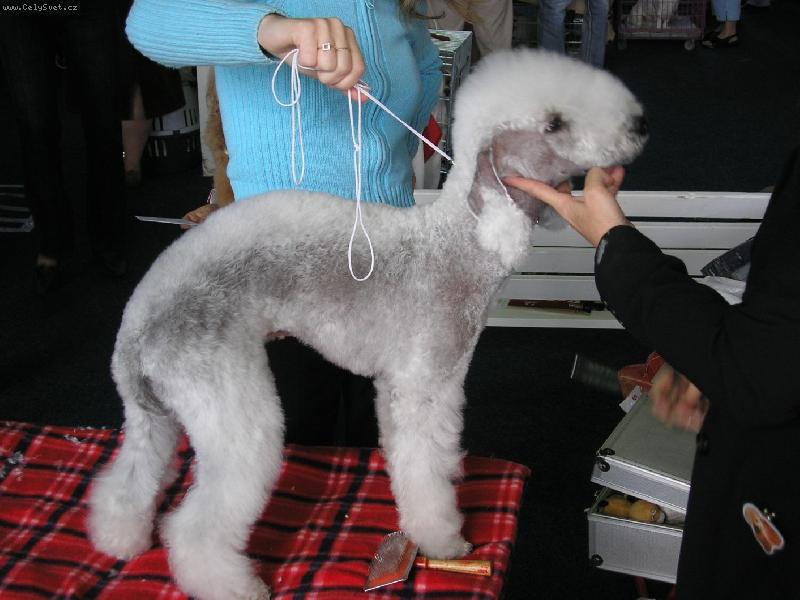 Foto: Bedlington terier-p��prava na v�stav�