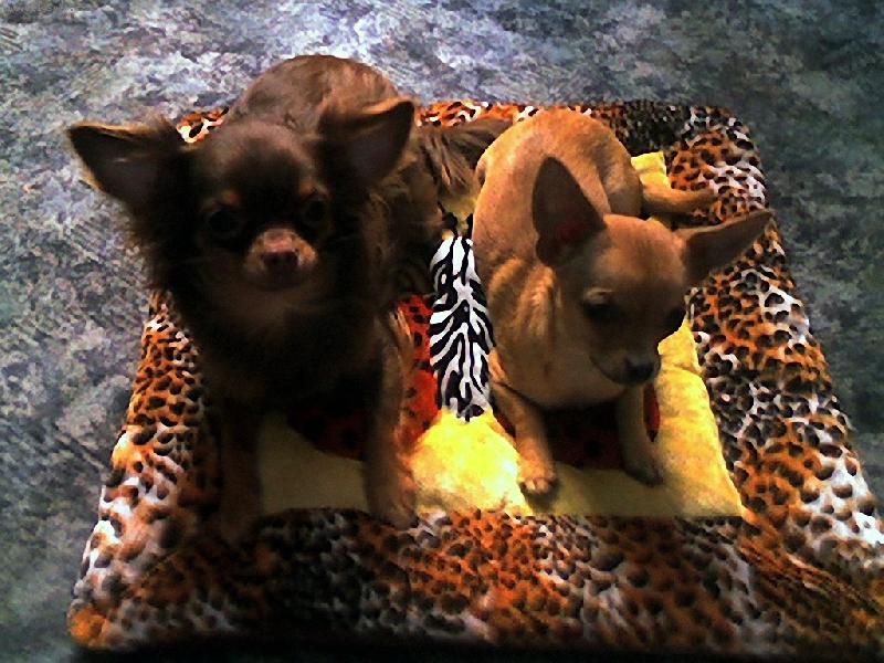 Foto: zase pol�t��ek-Megi a Nat�lka jako zp�sobn� d�v�ata :-)