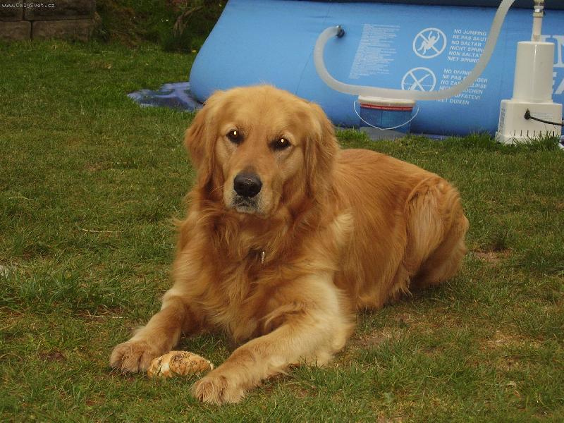 Foto: Sam-Sem��ek na zahr�dce