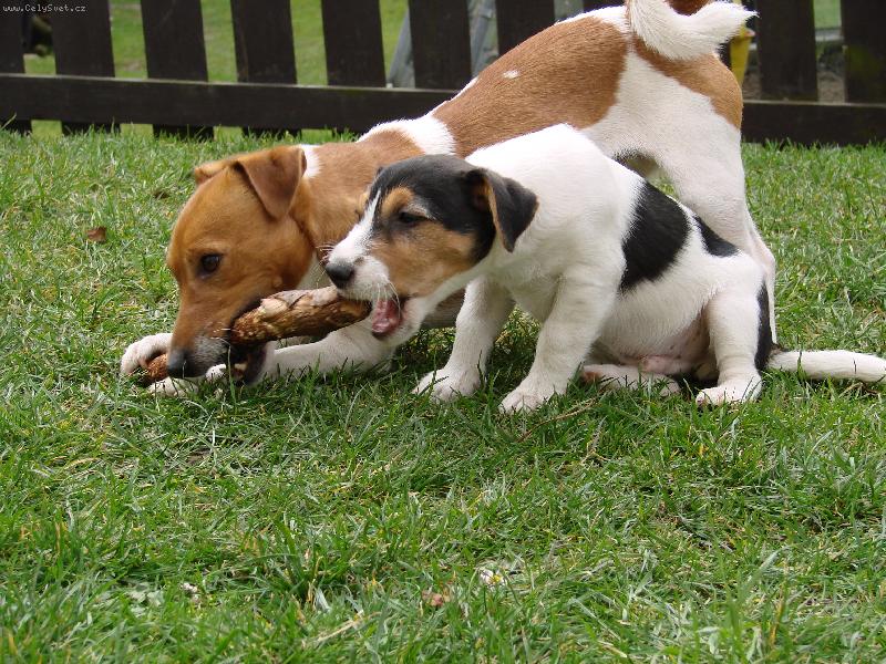 Foto: Jack russell Teri�r-Tak mi s t�m pomoz....