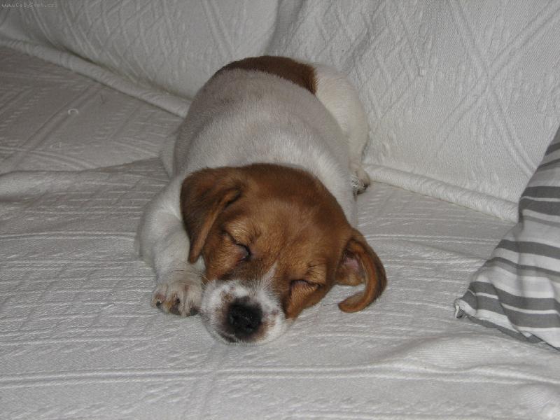 Foto: Jack russell Teri�r-Alespo� chv�li klid....