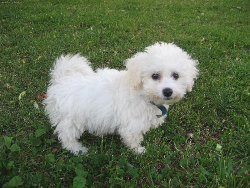 Foto: Cherrynka-Tak tohle je moje 3m�s��n� fenka.....=)