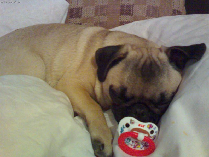 Foto: No nen� jak miminko??-Woodginka