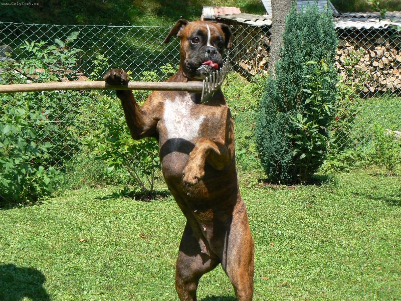 Foto: Blondy a hr�b�