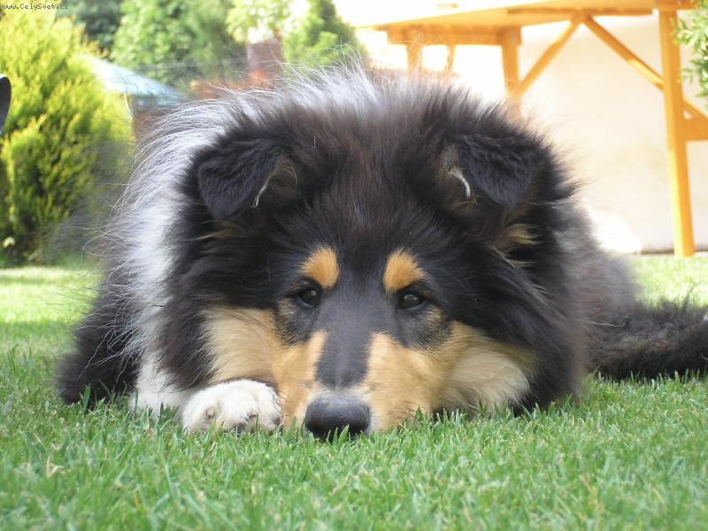 Foto: New Face of African Gold-odpo�inek